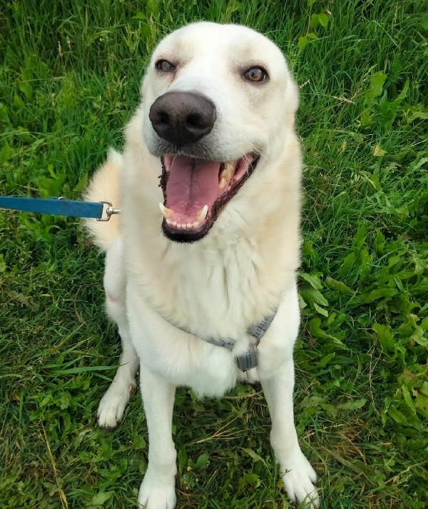 Oliver taglia grande, va d’accordo con cani e gatti Foto 5